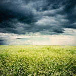 Weather Resistant